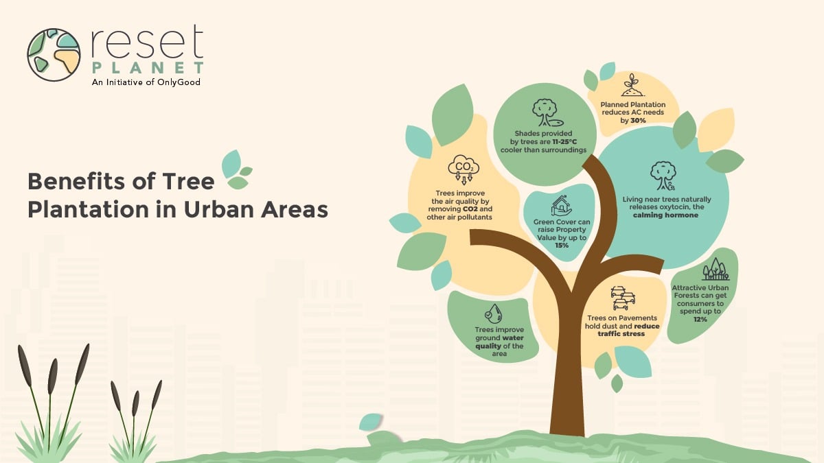 Benefits of Tree plantation in urban areas