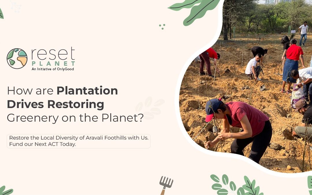How are Plantation Drives Restoring Greenery on the Planet?