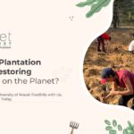 How are Plantation Drives Restoring Greenery on the Planet
